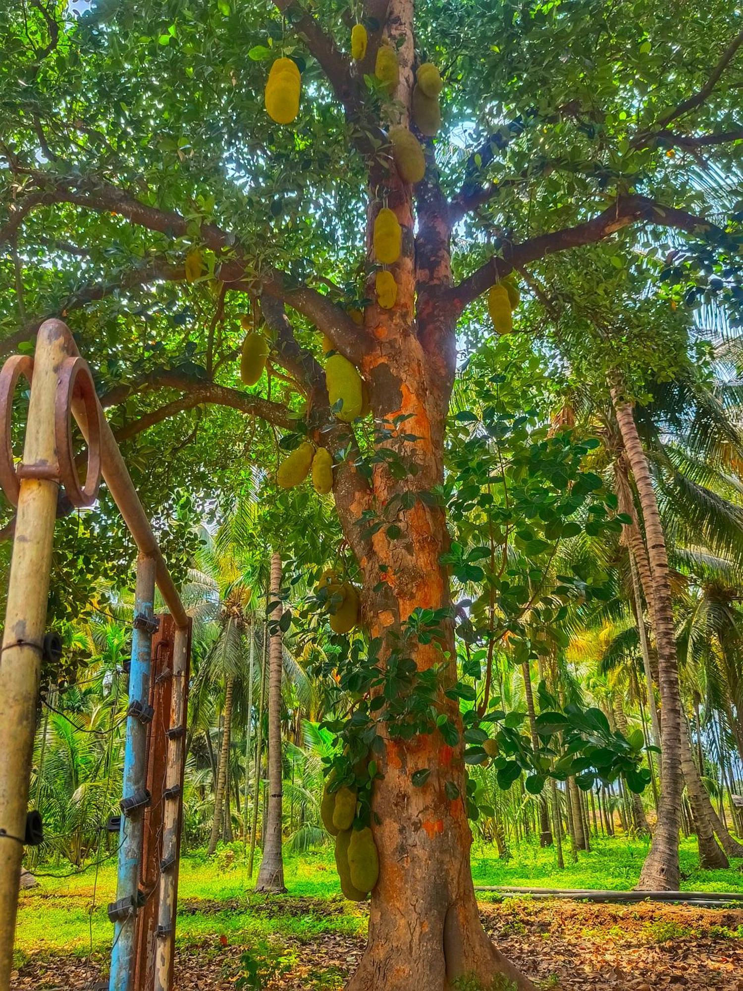 Shivalaya Farmstay Located Amdist Coconut Farm With River Access Near Isha,Adiyogi,Siruvani Alāndurai Екстериор снимка
